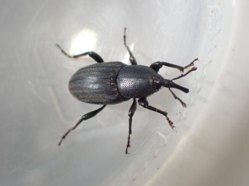 Sphenophorus abbreviatus